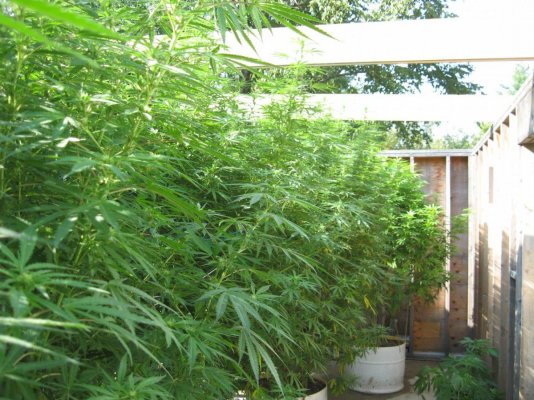 tangerine dream. seed 2.24.topped 4.12, soil 4.20.clnd.pics -results.cntd