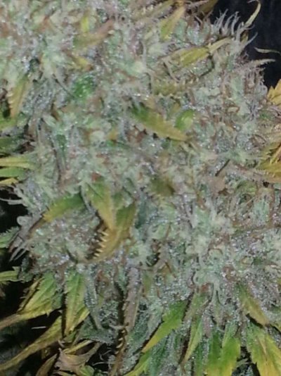 Haggards 4x4 tent grow
