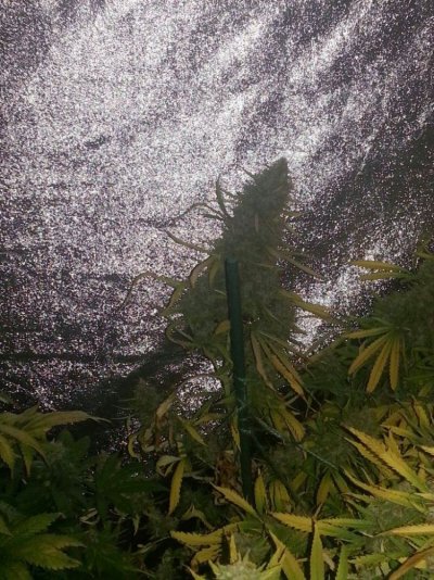 Haggards 4x4 tent grow