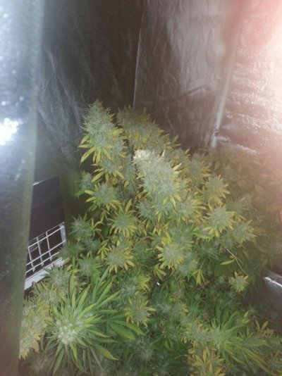 Haggards 4x4 tent grow