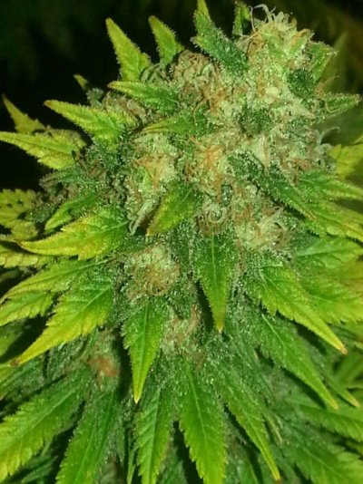 Haggards 4x4 tent grow