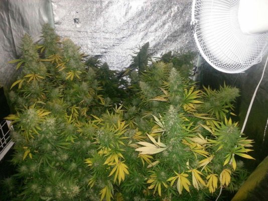 Haggards 4x4 tent grow