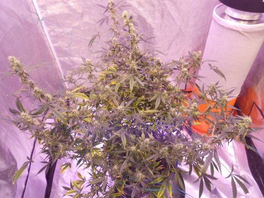 My 3rd grow how about hydro...haha