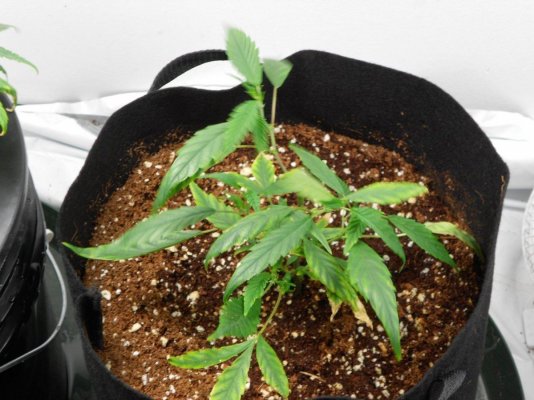My 3rd grow how about hydro...haha