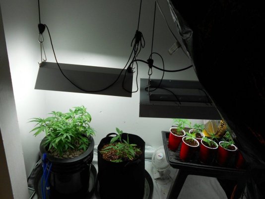 My 3rd grow how about hydro...haha