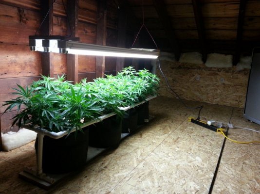 Diesels Kush Kitchen