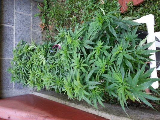 Diesels Kush Kitchen