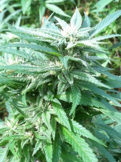 Blue uprising all organic