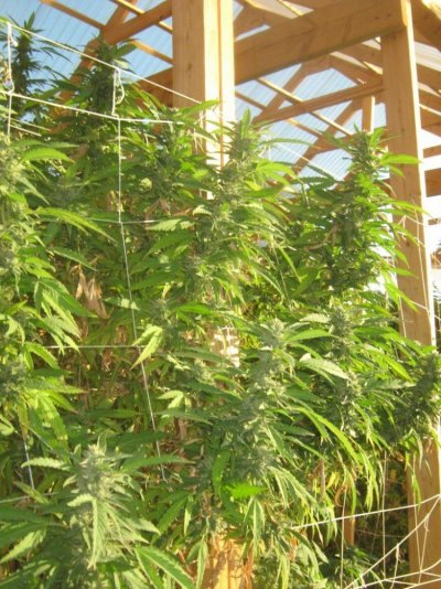Greenhousecookies.JPG