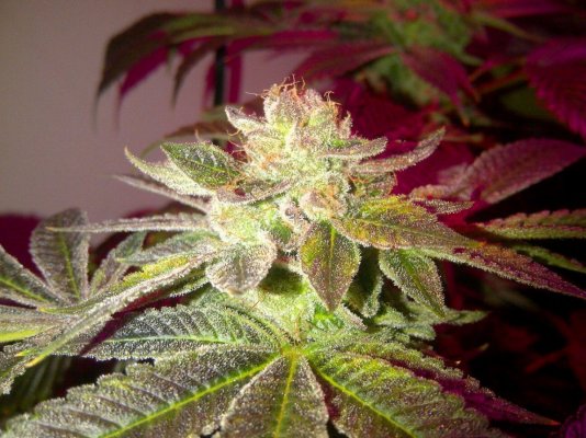 evil k og 63days.jpg