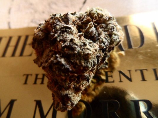 girl scout cookie 010.JPG