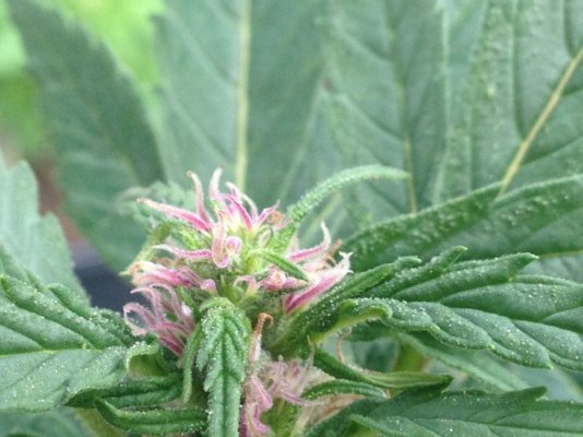 Diesels Kush Kitchen