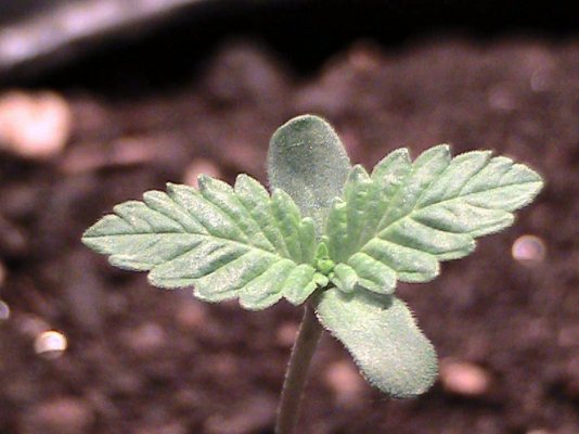 LoneWeedman's FirSt eVer