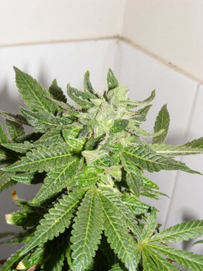 chocolate chunk indoor with billo
