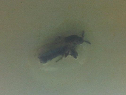 gnat identification needed.