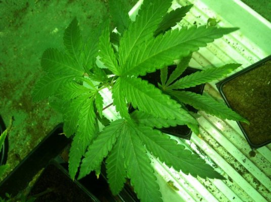 Pheno hunting time! Mwd style