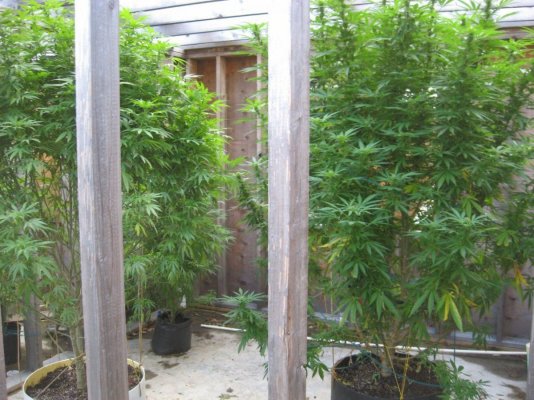 tangerine dream. seed 2.24.topped 4.12, soil 4.20.clnd.pics -results.cntd
