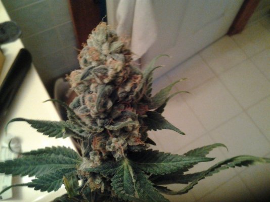 sin citys buddahs dream pics
