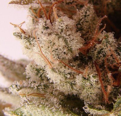 Lord of the NugZ's and the Vertical Rack of Destiny!  err Density?