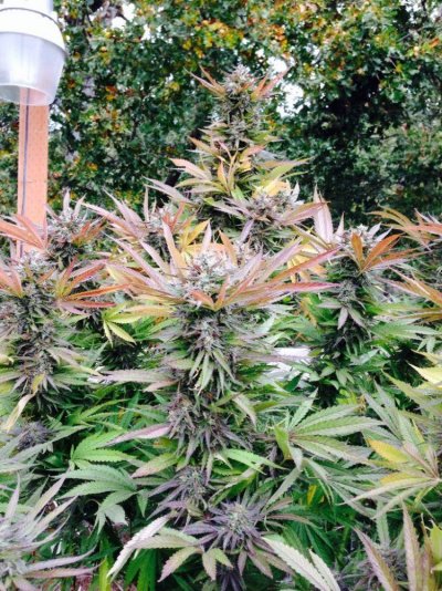 outwest Gardens
