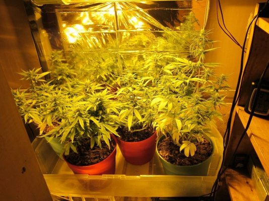 Low Stress Training on my first grow...
