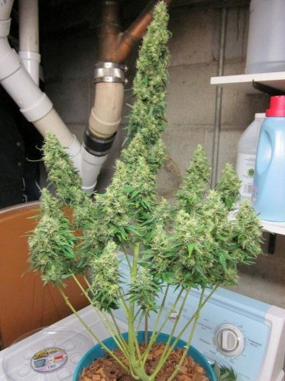 Low Stress Training on my first grow...