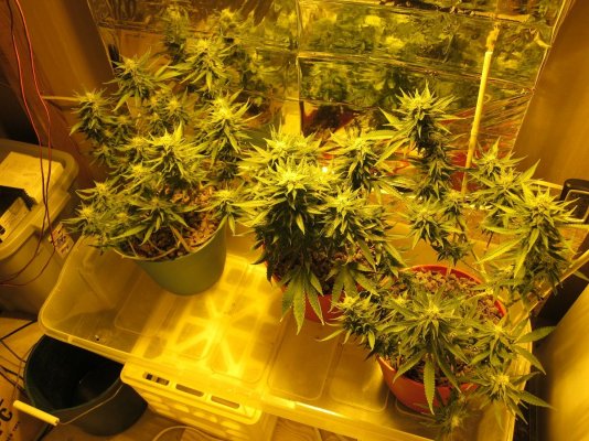 Low Stress Training on my first grow...