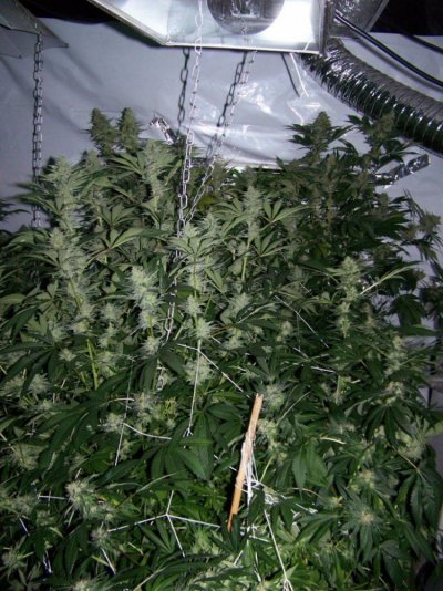 4k X 11 Avalanche ~Snowdawg x chemsister N random shizzz!!!