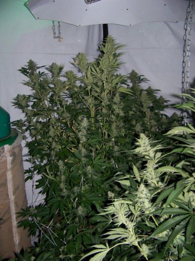 4k X 11 Avalanche ~Snowdawg x chemsister N random shizzz!!!