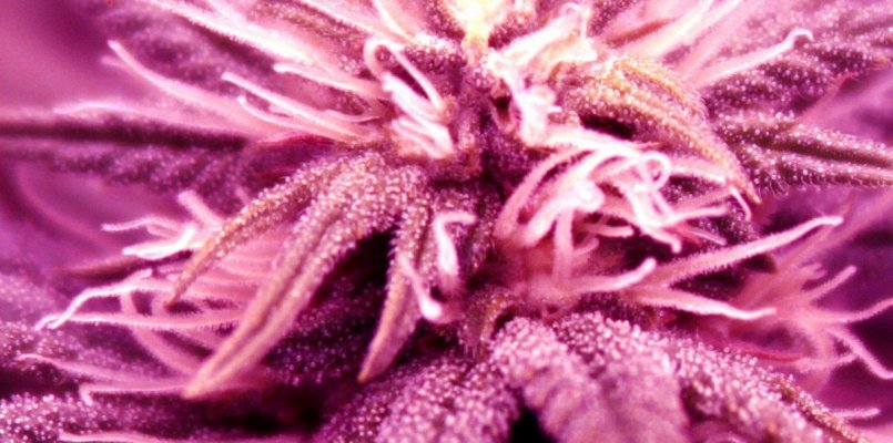Trichomes