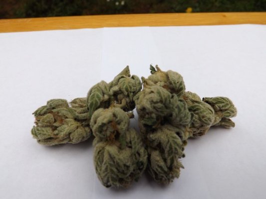 = The BEST OG Kush Clone Only=