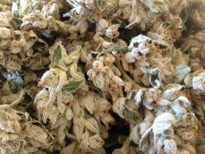 = The BEST OG Kush Clone Only=
