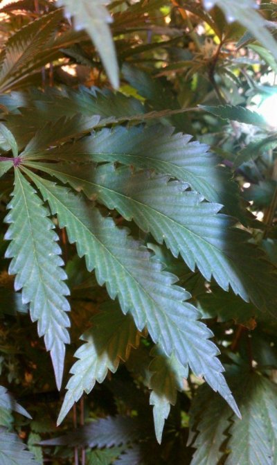How light spectrum affects nutrient use in plant tissue...