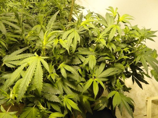 my little garden