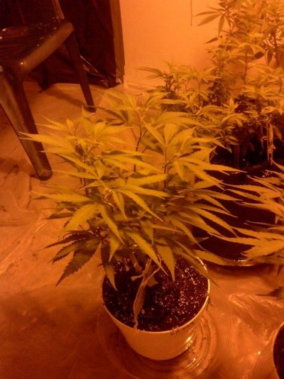ghost stomper og