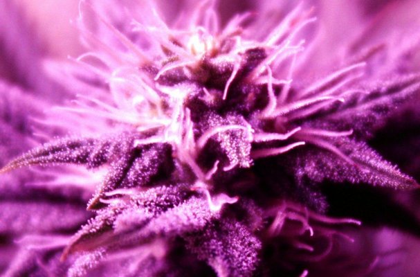 FrostyBud
