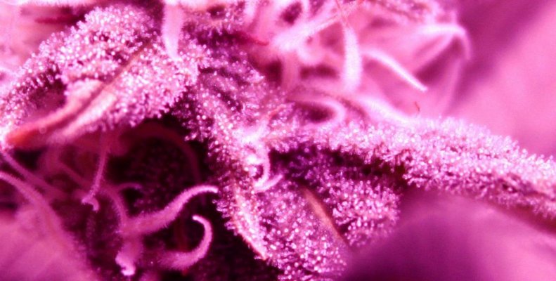 Trichomes2