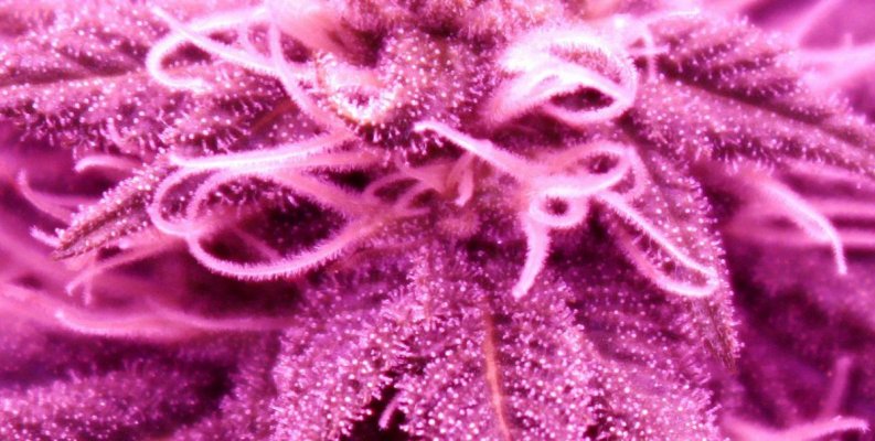 Trichomes1