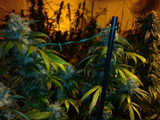 First room ever la confidential  blueberry  unknown strain 4