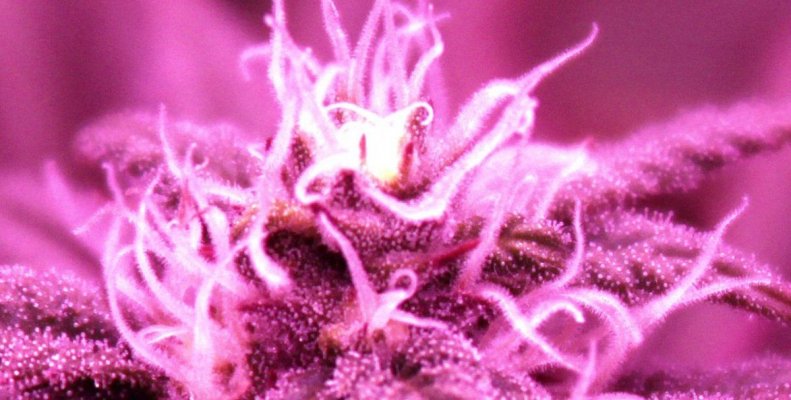 Hashtips