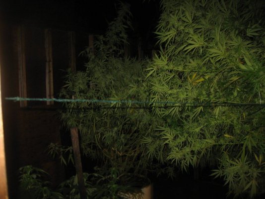 tangerine dream. seed 2.24.topped 4.12, soil 4.20.clnd.pics -results.cntd