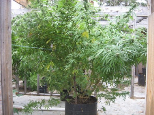 tangerine dream. seed 2.24.topped 4.12, soil 4.20.clnd.pics -results.cntd