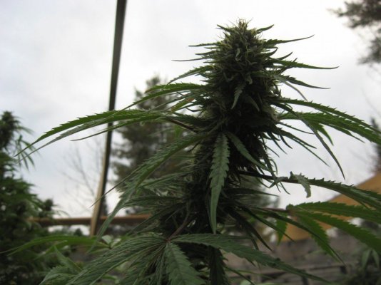 tangerine dream. seed 2.24.topped 4.12, soil 4.20.clnd.pics -results.cntd