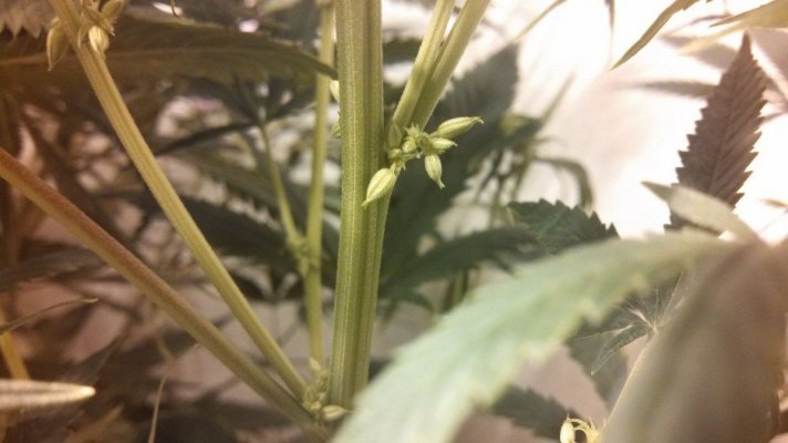 dangling-calyxes-clusters-2-weeks-flower.jpg
