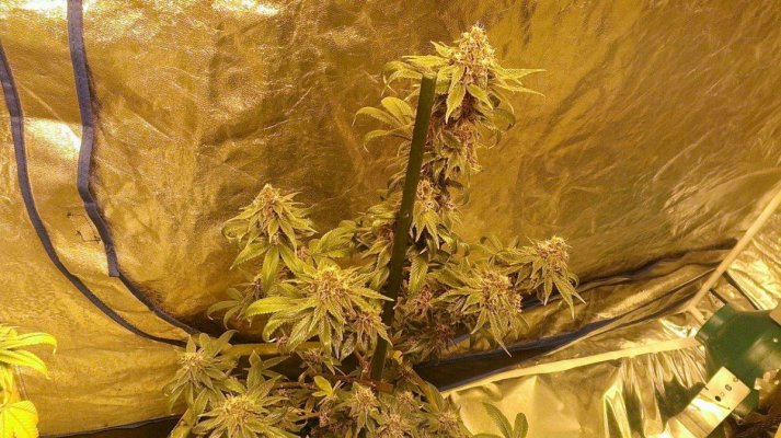 first-attempt-at-growing-multiple-strains-in-the-same-hydro-system-need-help-5.jpg