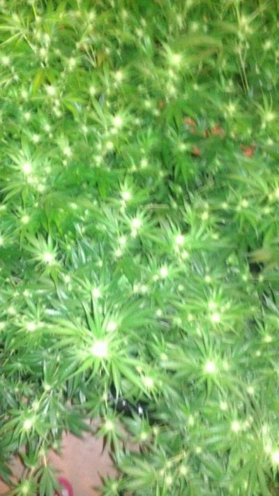 IMAG0344.jpg
