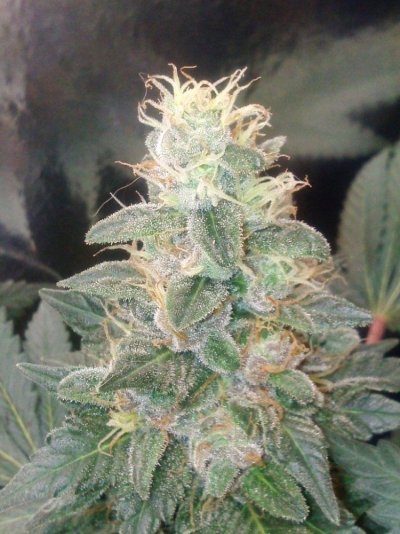 shady's blue rhino main-line project