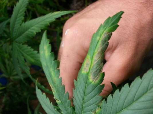 fungas,thrips, flies, what is it?