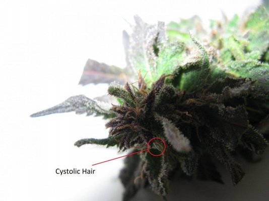 How badly should I want frost?