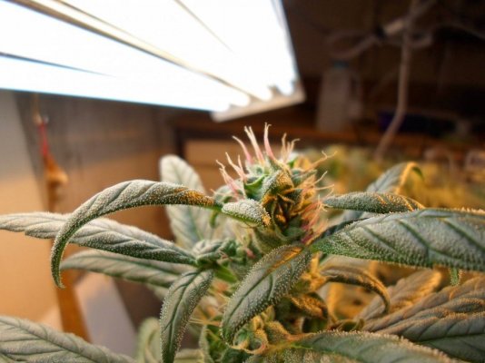 indica-claw-and-purple-trichsjpg.jpg